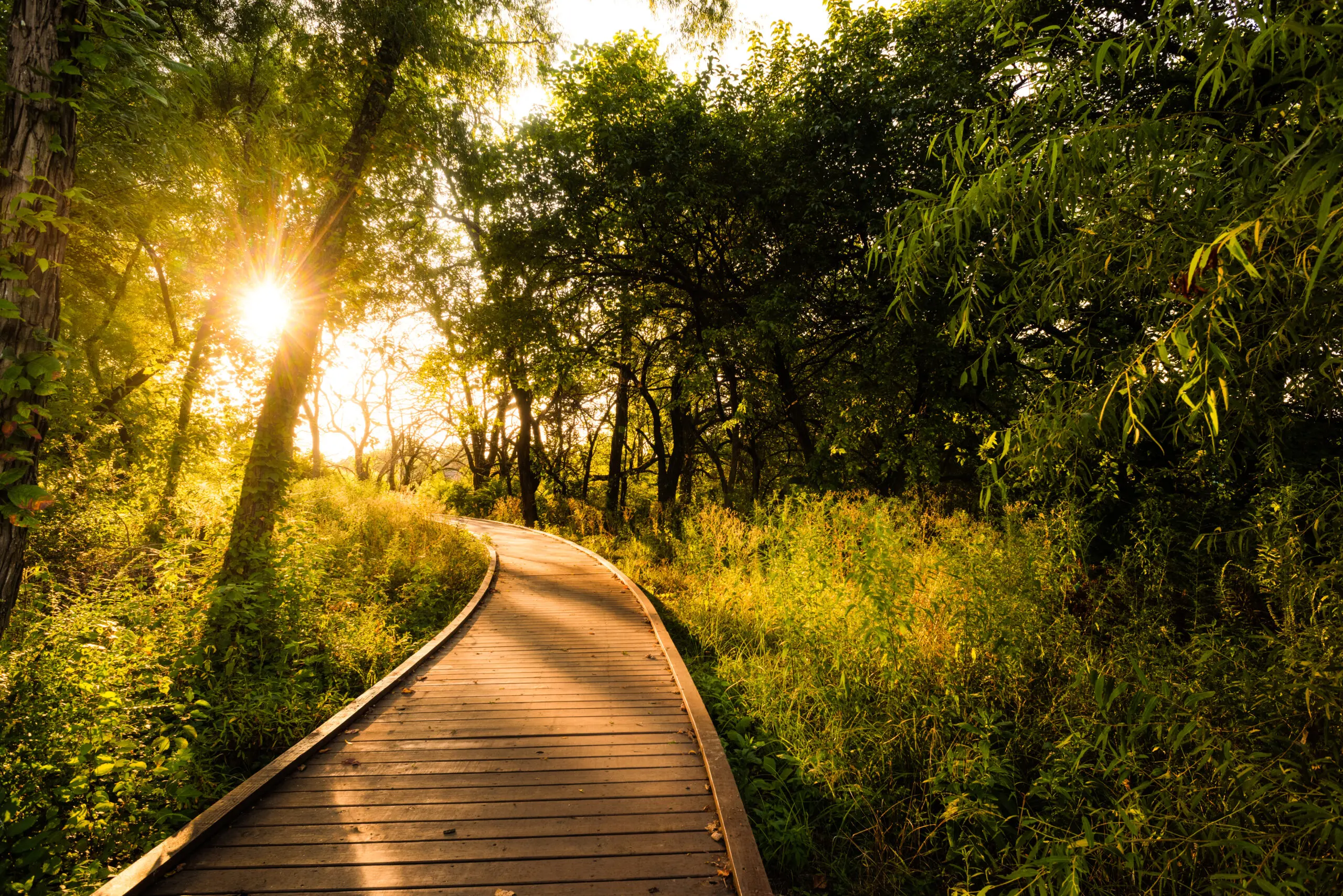A wooden boardwalk winds through lush green trees and tall grass, with warm sunlight streaming through the branches, creating a peaceful and inviting forest scene.