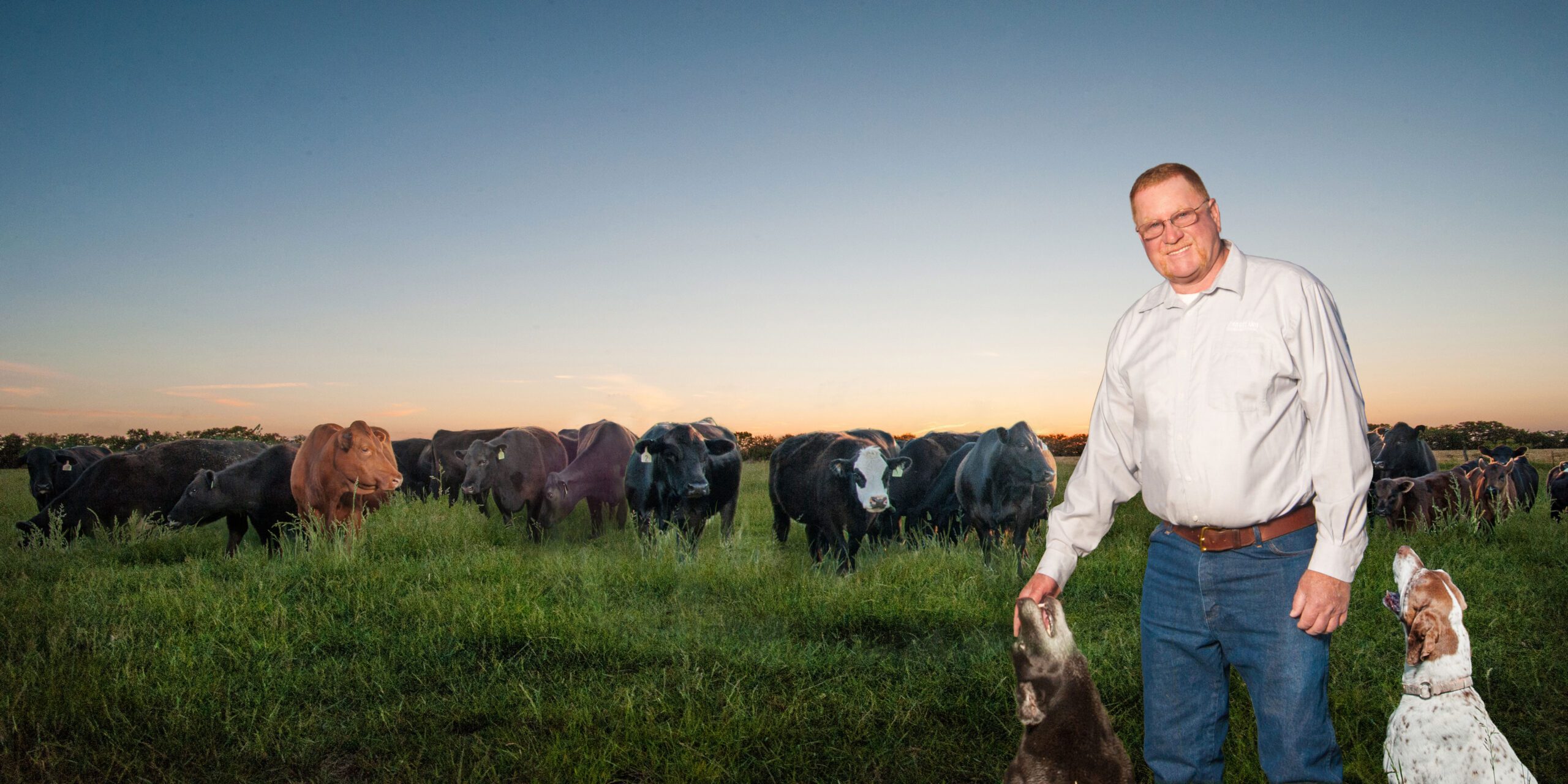 A man in a light shirt stands in a green field at sunset, petting two dogs while a herd of cattle grazes in the background under a clear sky.
